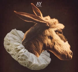 Burro – Ay Teatro